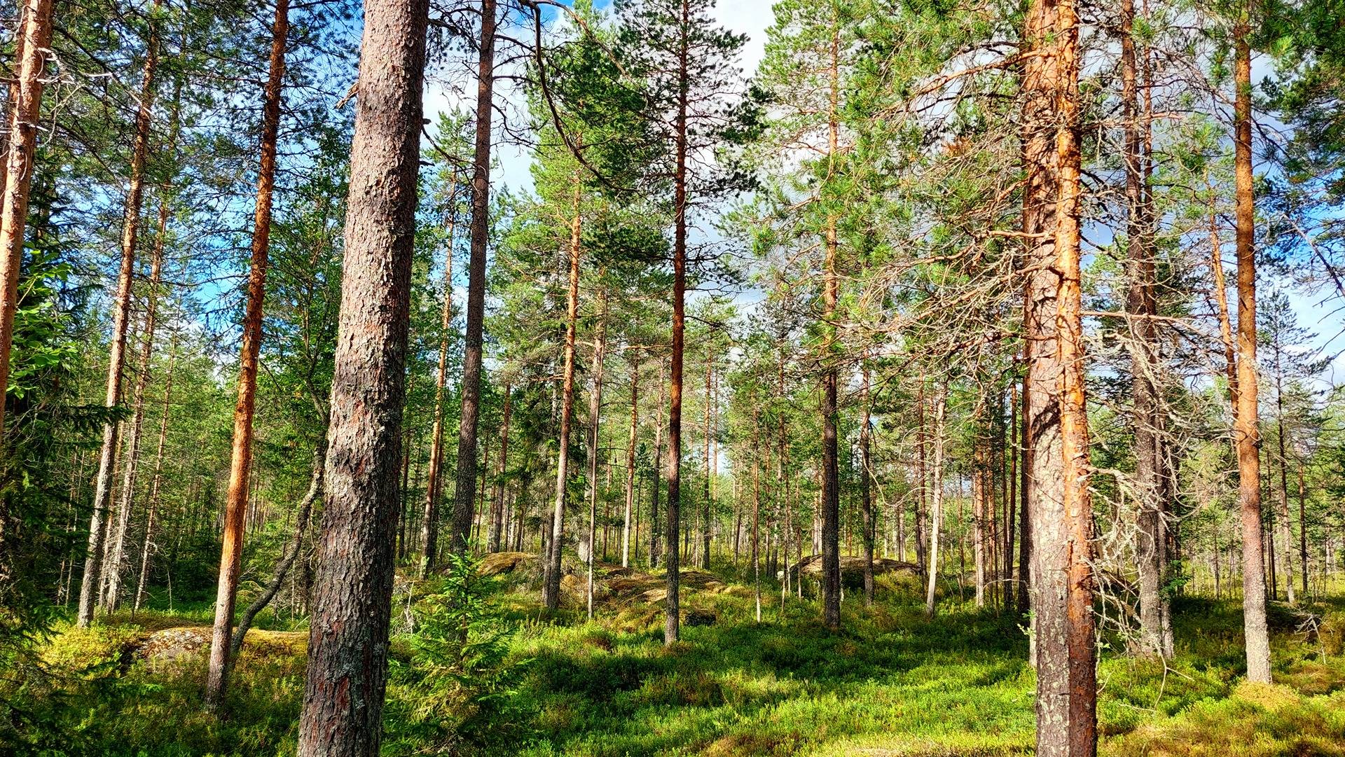 Omslagsbild för objektet Metsähookana 564-401-295-0 määräala