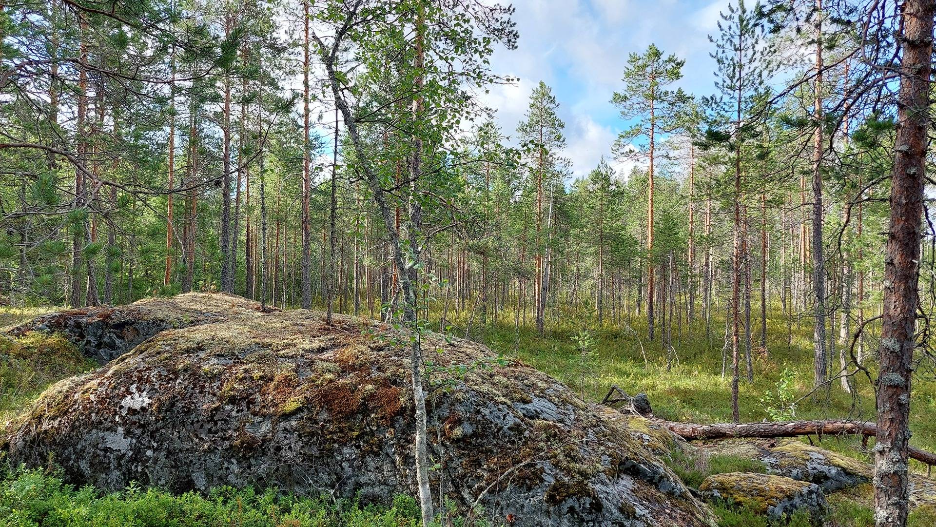 Metsähookana 564-401-295-0 määräala 5