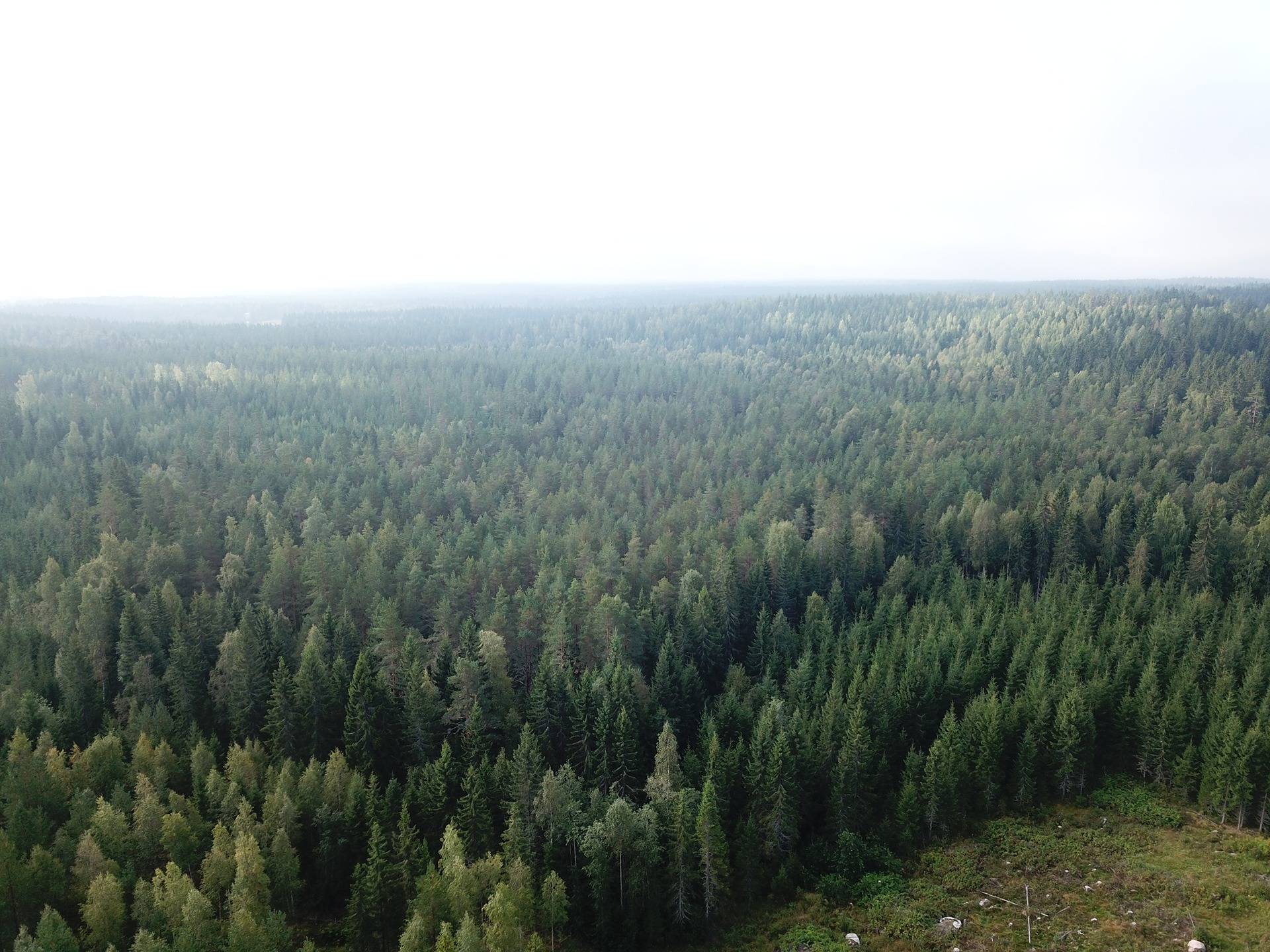 Orivesi, Yliskylä, metsätila Säynäjärvi 7