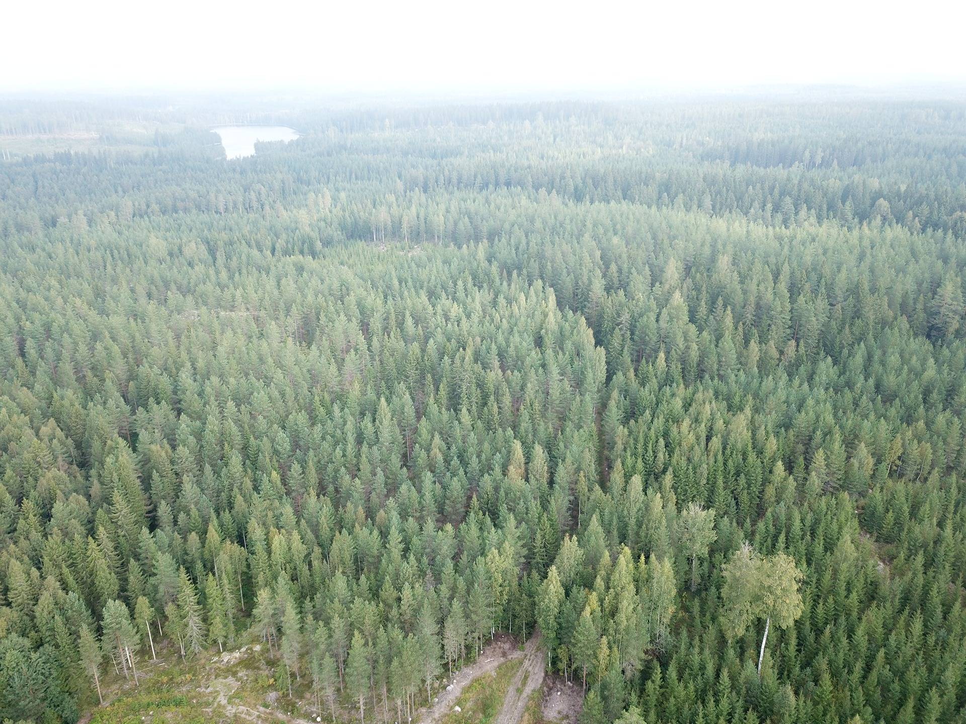 Orivesi, Yliskylä, metsätila Säynäjärvi 11