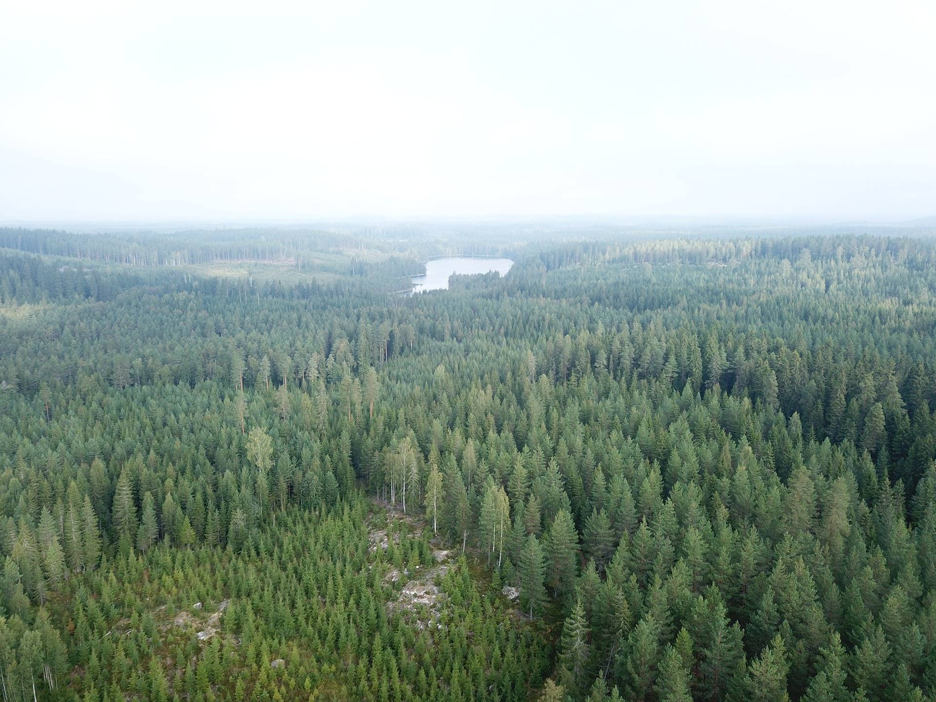 Omslagsbild för objektet Orivesi, Yliskylä, metsätila Säynäjärvi