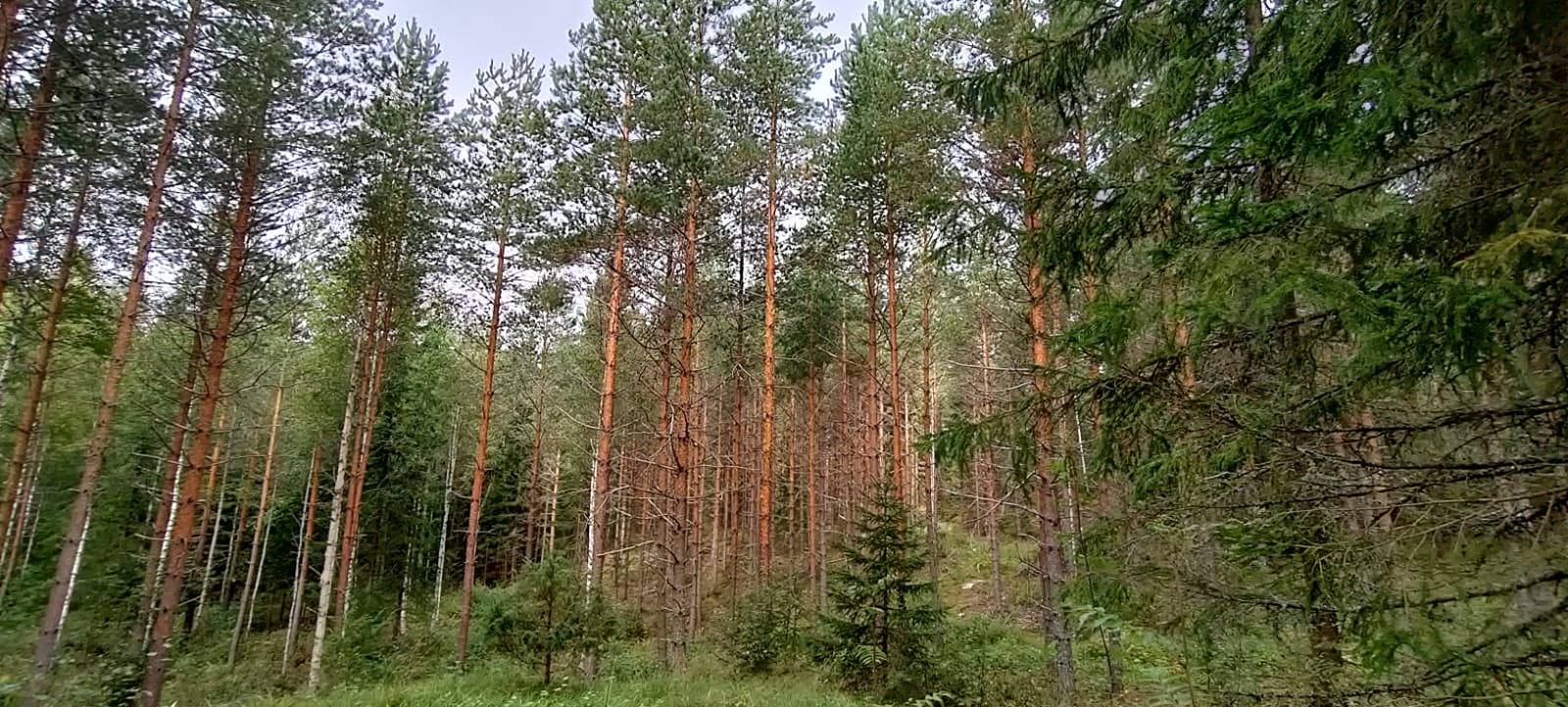 Orivesi, Yliskylä, metsätila Säynäjärvi 12