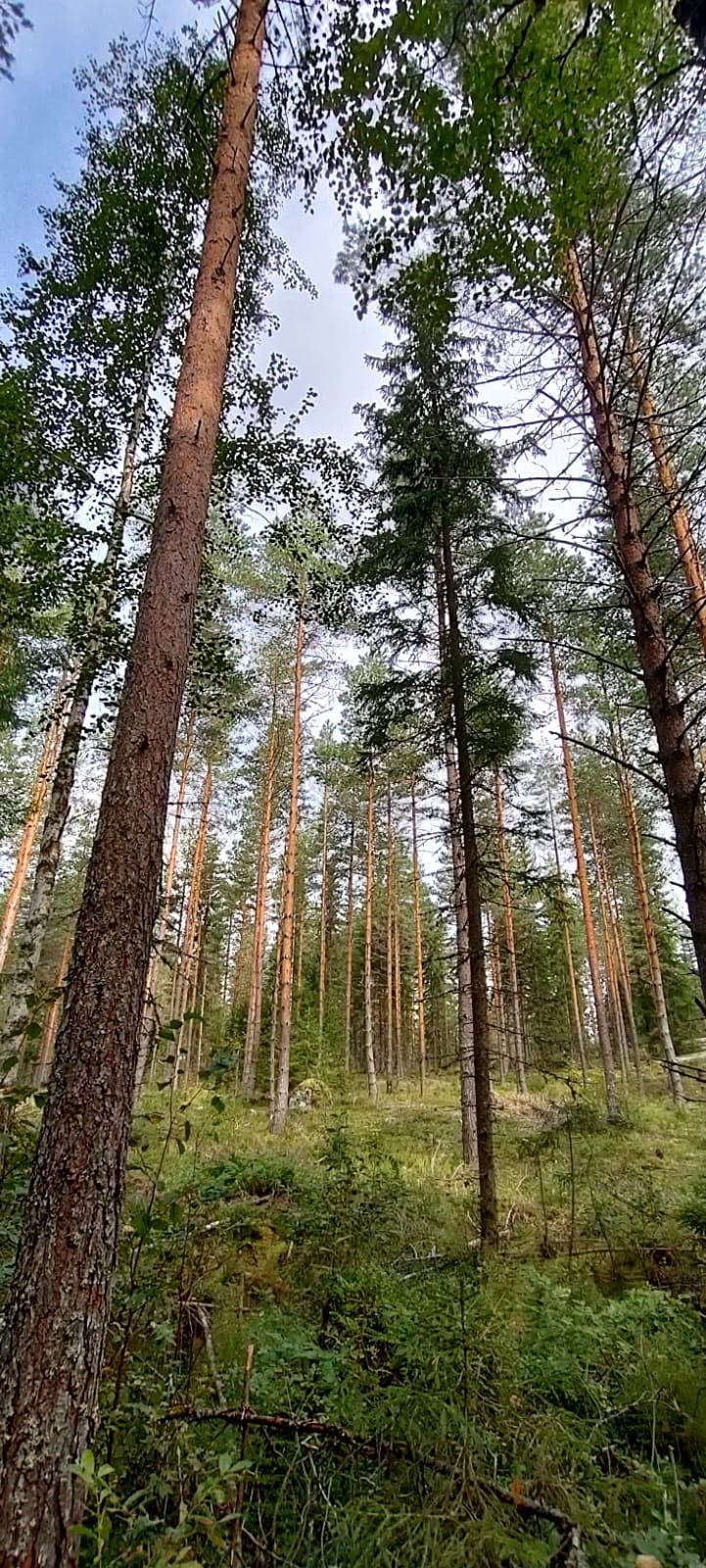 Orivesi, Yliskylä, metsätila Säynäjärvi 15