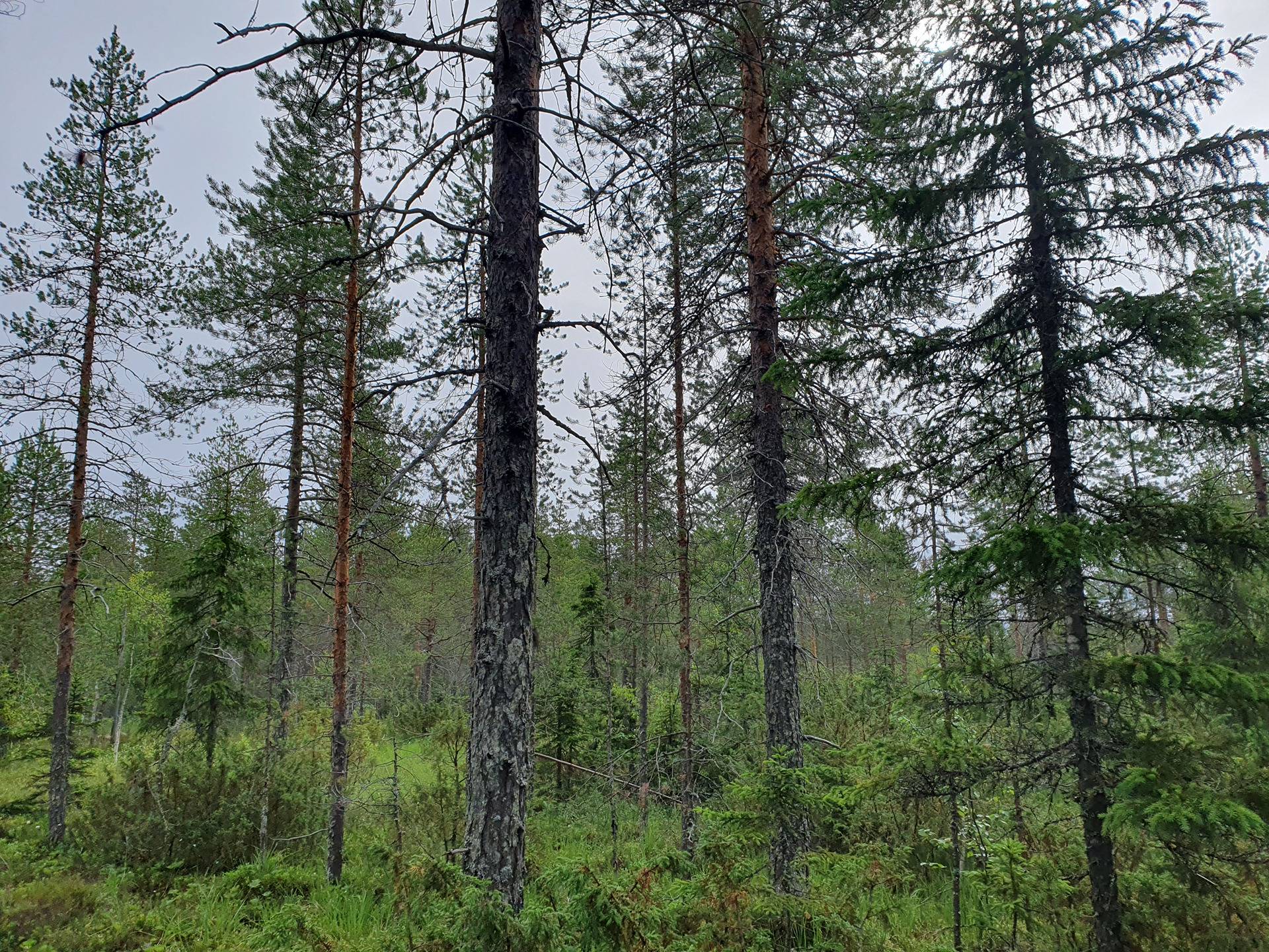 JAAKKOLA I 620-405-91-0 ja SYRJÄLÄ 620-405-28-1 metsäkiinteistöt yht. 103,95 ha Törmänmäessä n. 44 km Puolangan kk:ltä 24