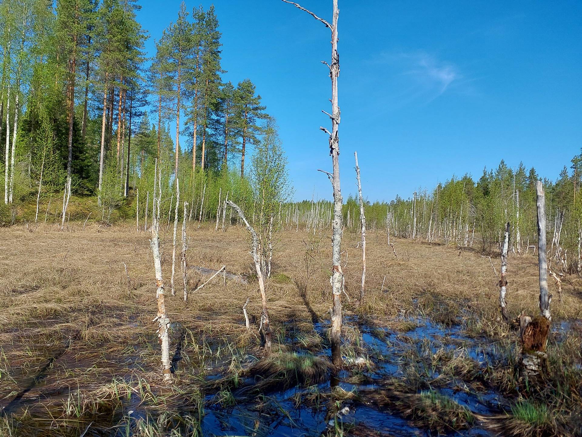 JAAKKOLA I 620-405-91-0 ja SYRJÄLÄ 620-405-28-1 metsäkiinteistöt yht. 103,95 ha Törmänmäessä n. 44 km Puolangan kk:ltä 36