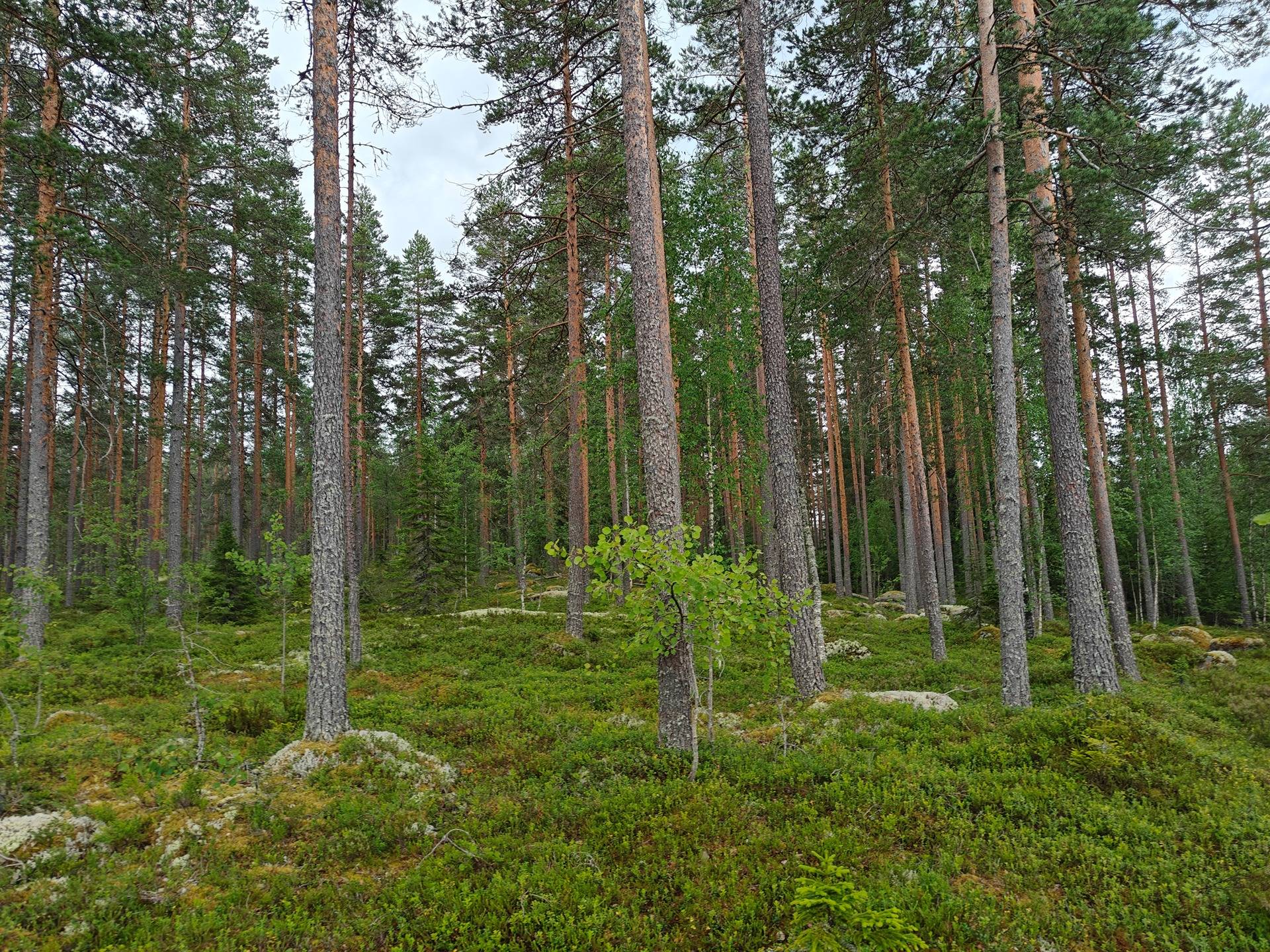 Alavus, Sydänmaan palsta 10-409-102-26 10