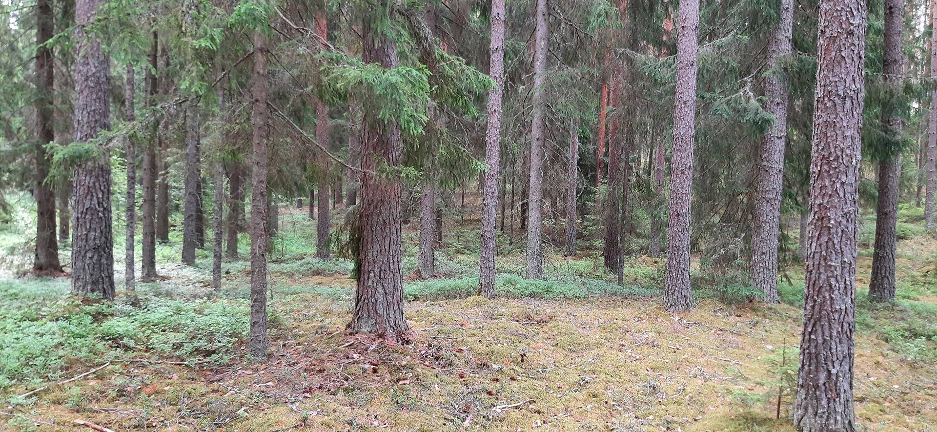 Vahtermetsä 9:97 25