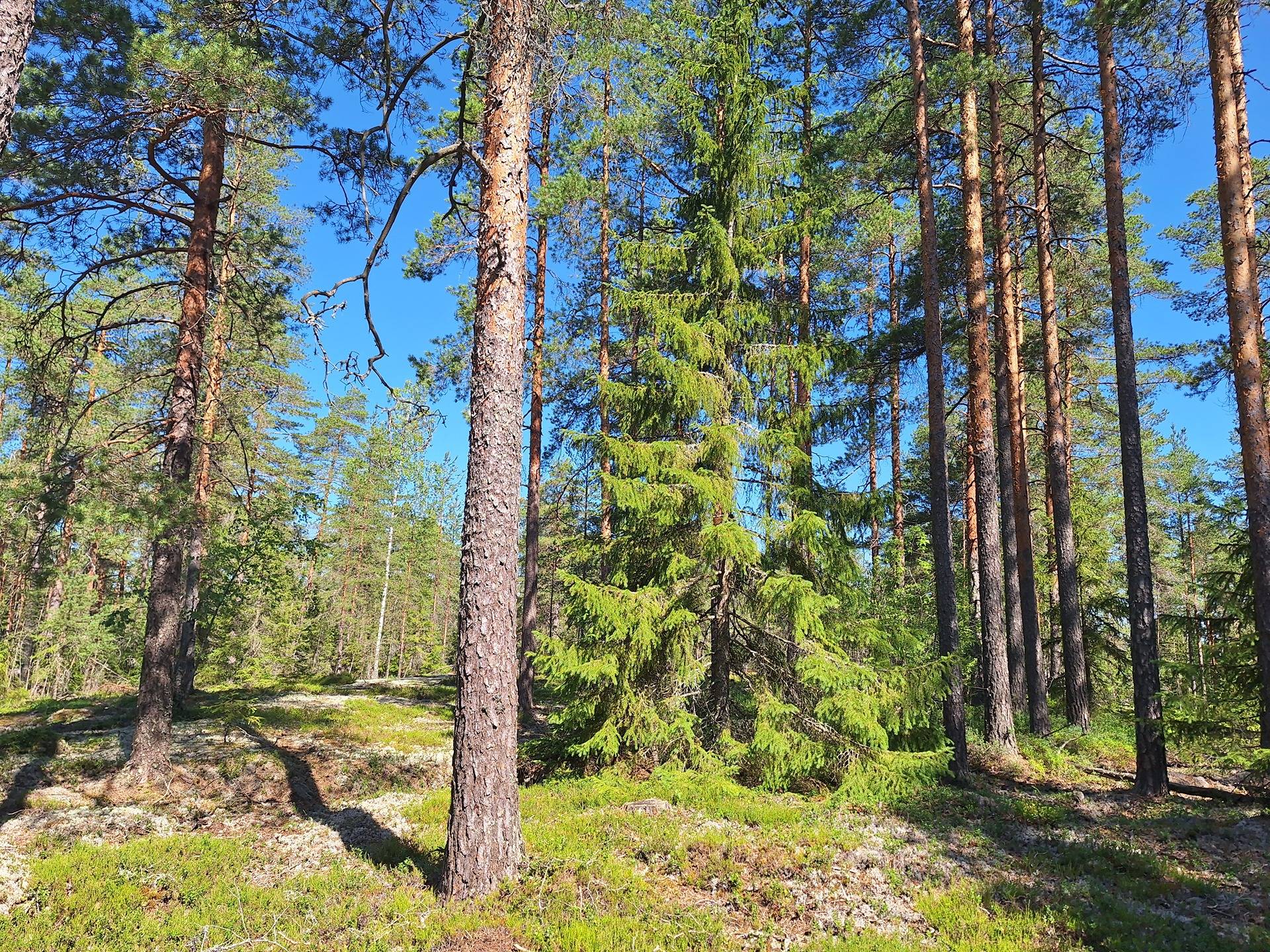 Omslagsbild för objektet Markkula 6:130