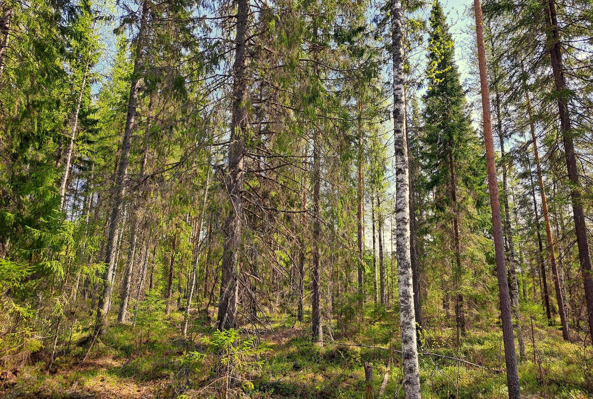 Vimpeli 32,1 ha metsätila SALO 5:308  17