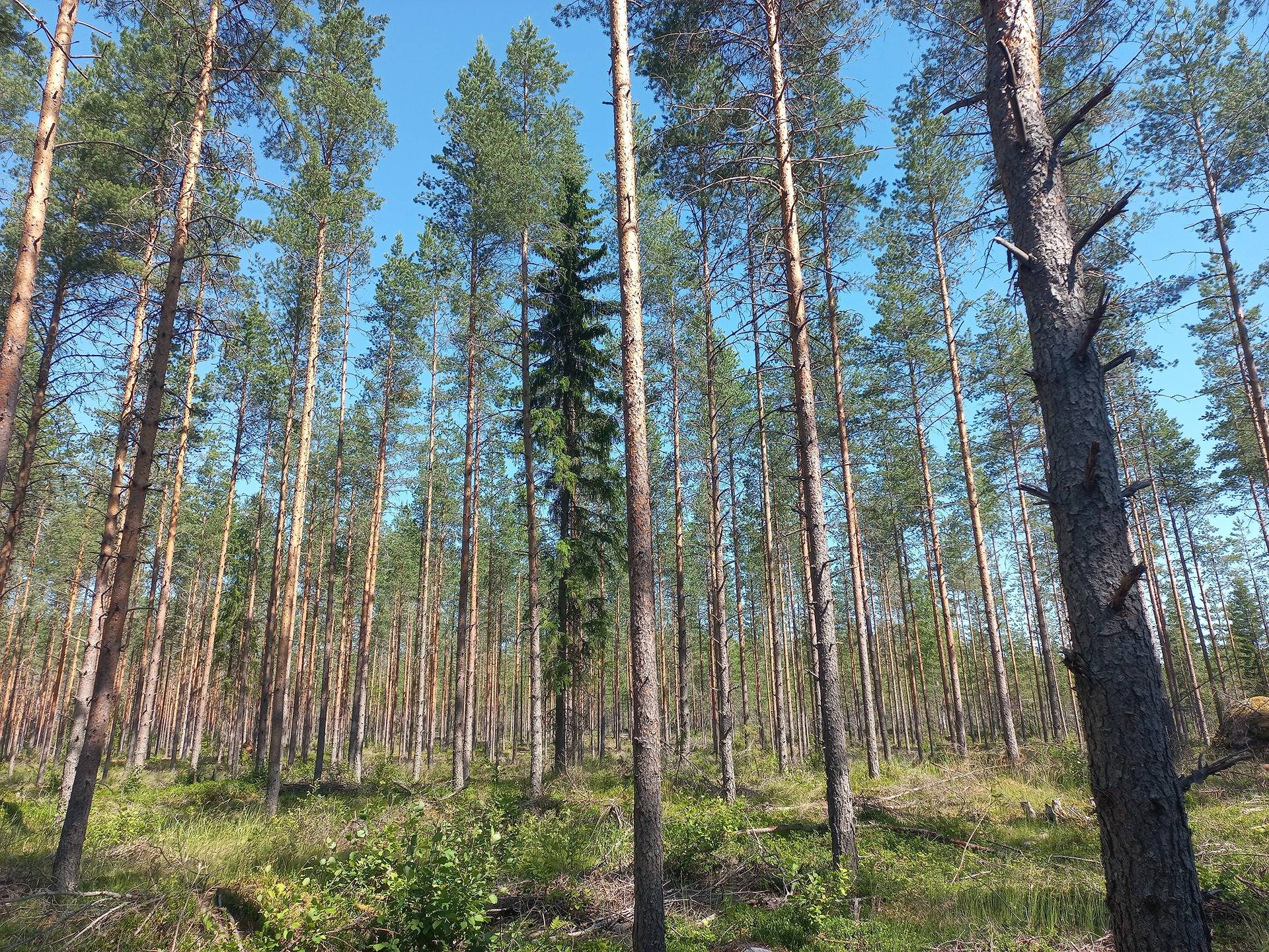 Jalasjärvi Ylianttila (määräala) 164-411-11-65 7