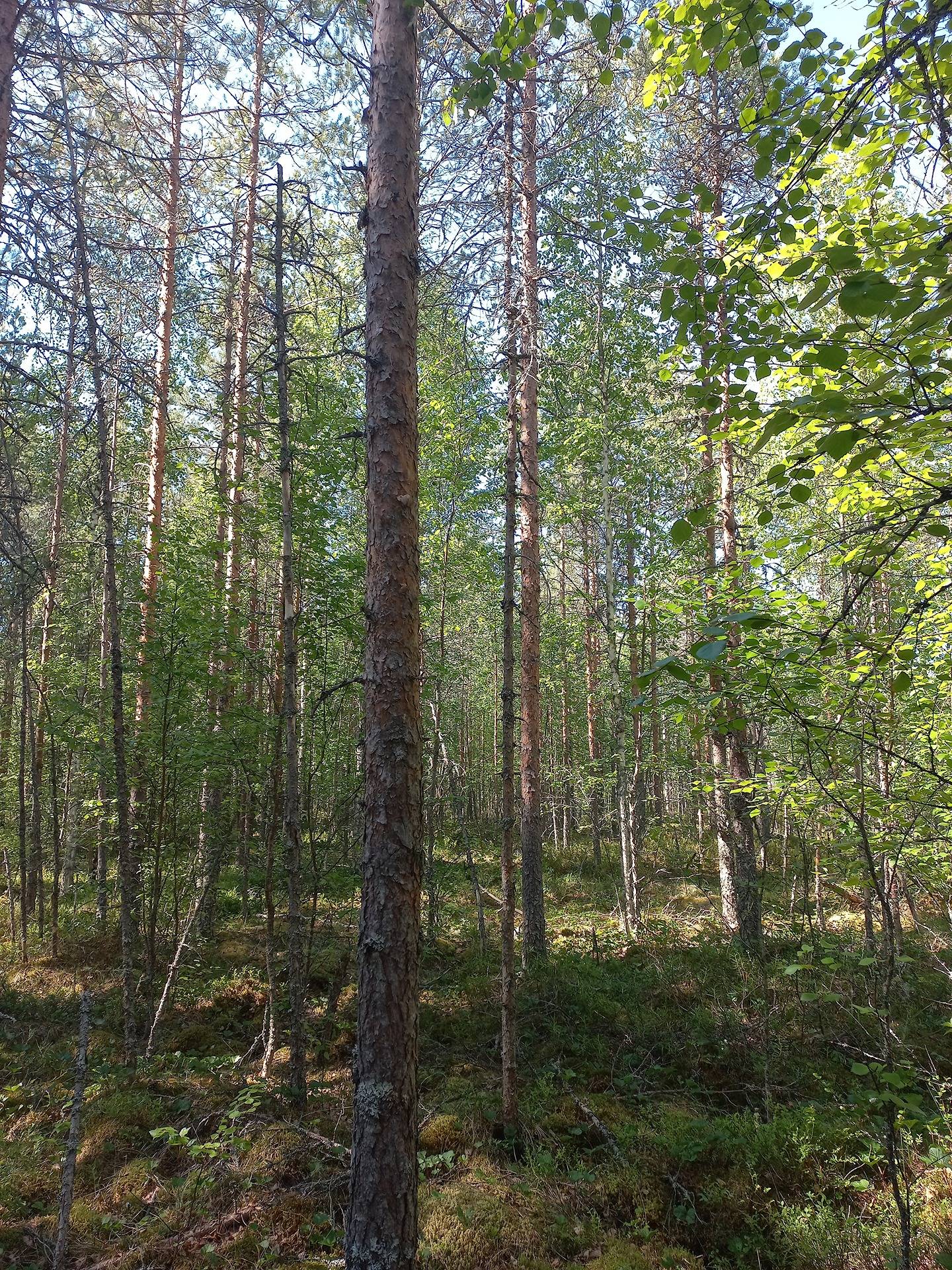 Jalasjärvi Ylianttila (määräala) 164-411-11-65 16