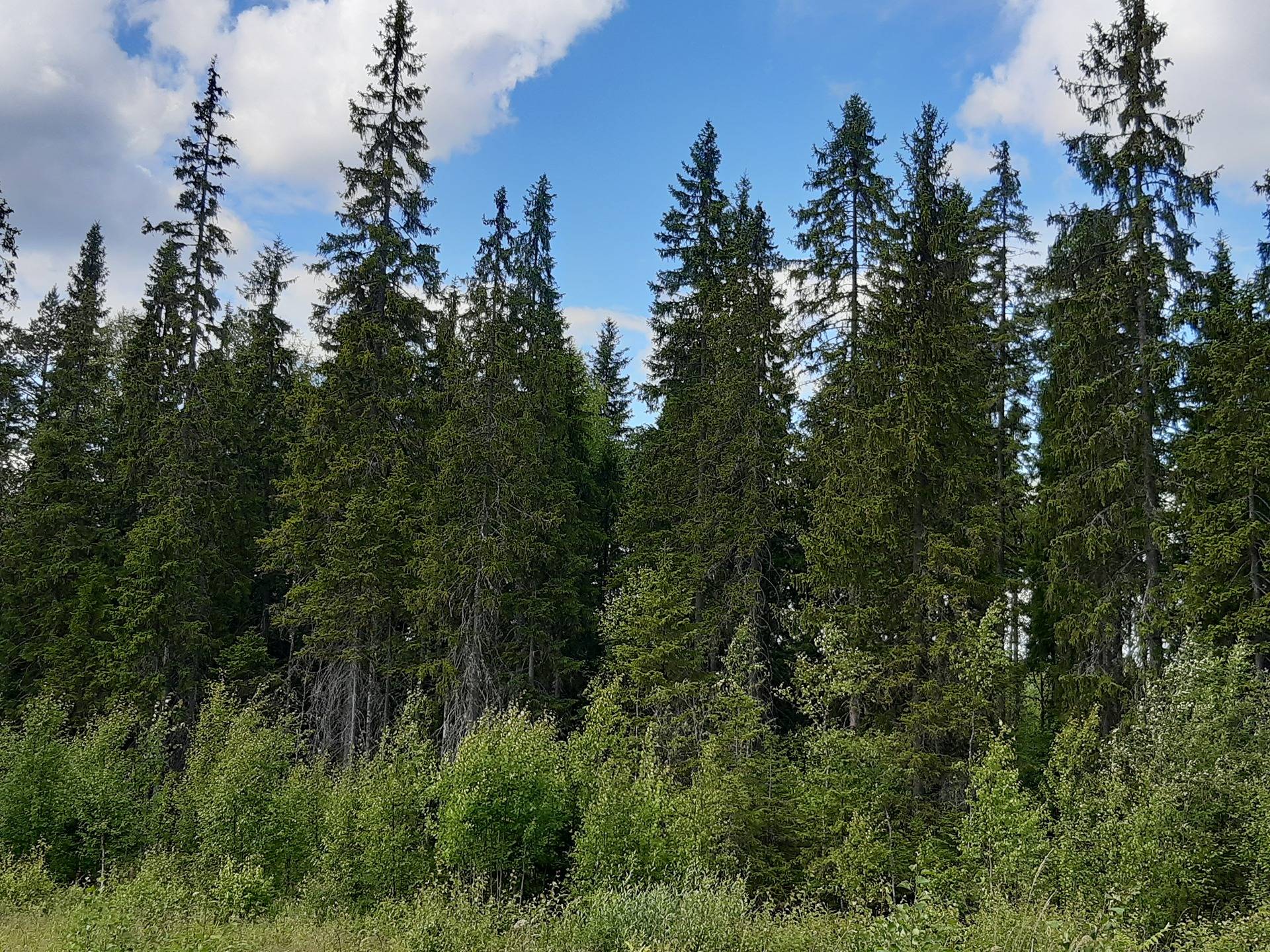 Metsäkaatranen ja Kaatronmetsä 2