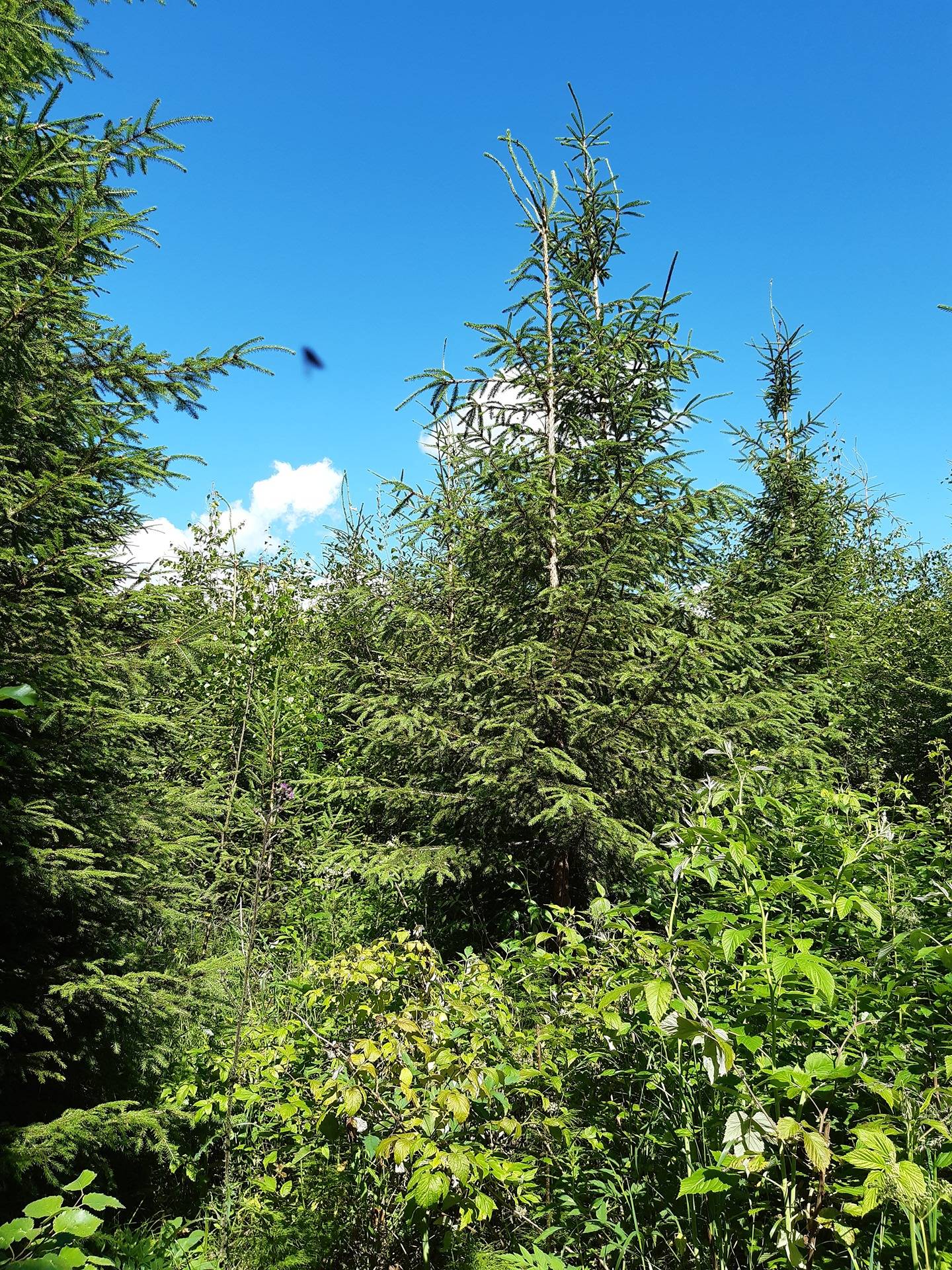 Metsäkaatranen ja Kaatronmetsä 5