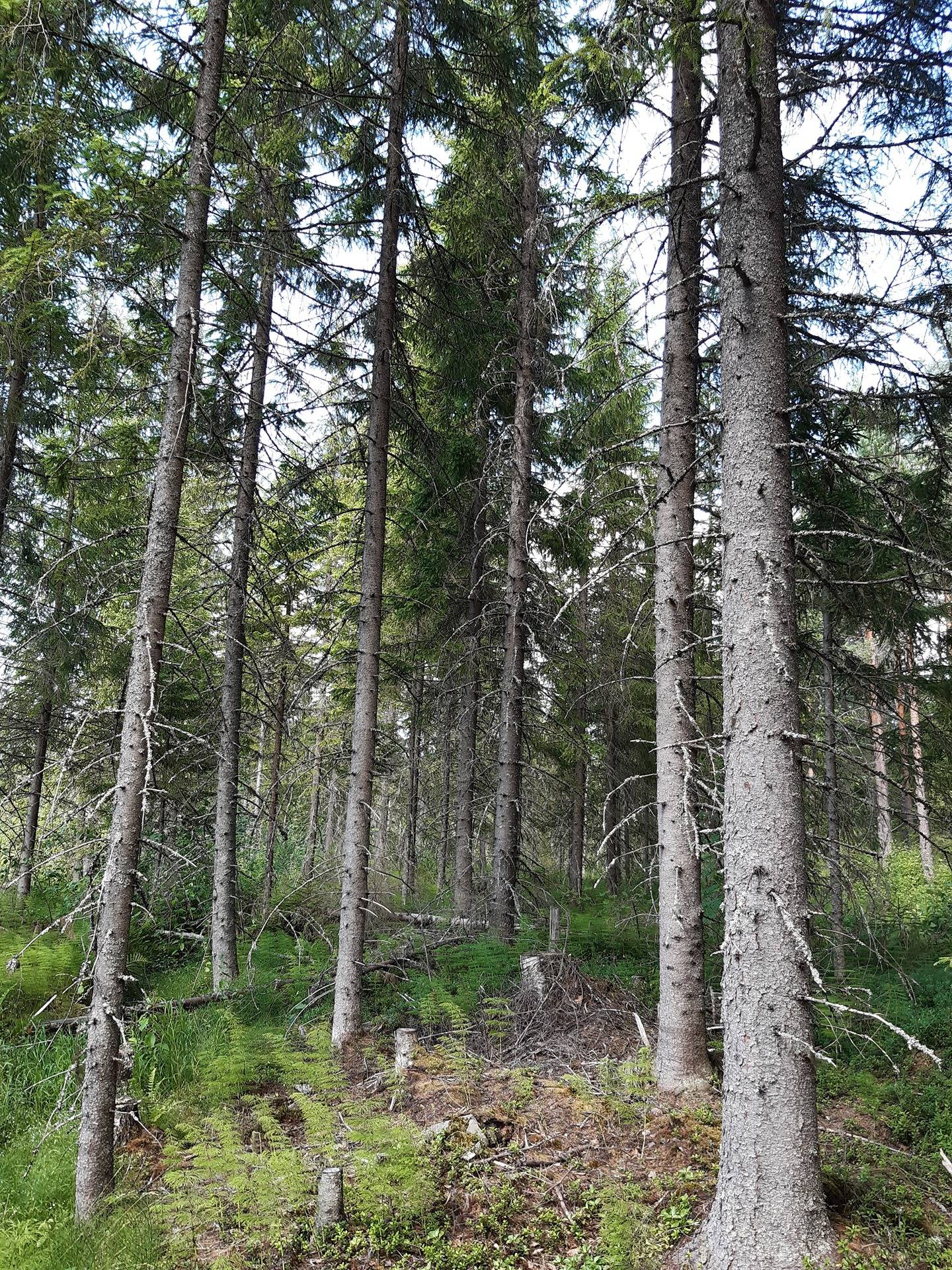 Metsäkaatranen ja Kaatronmetsä 9