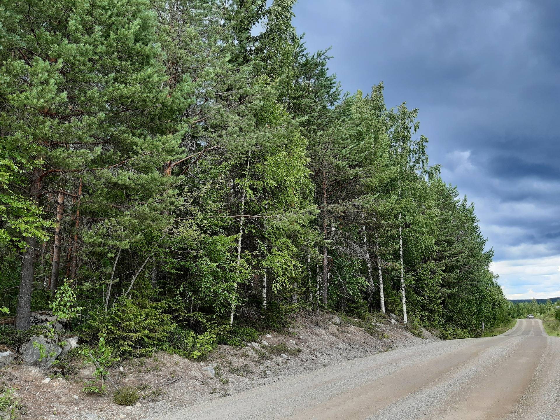 Metsäkaatranen ja Kaatronmetsä 12