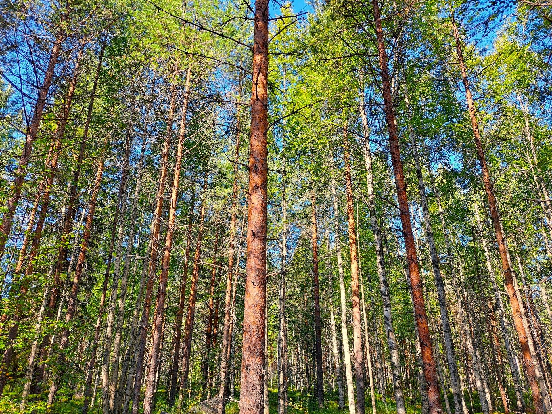 Omslagsbild för objektet Halsua LISÄMAA 296:13 metsätila 45,96 ha.