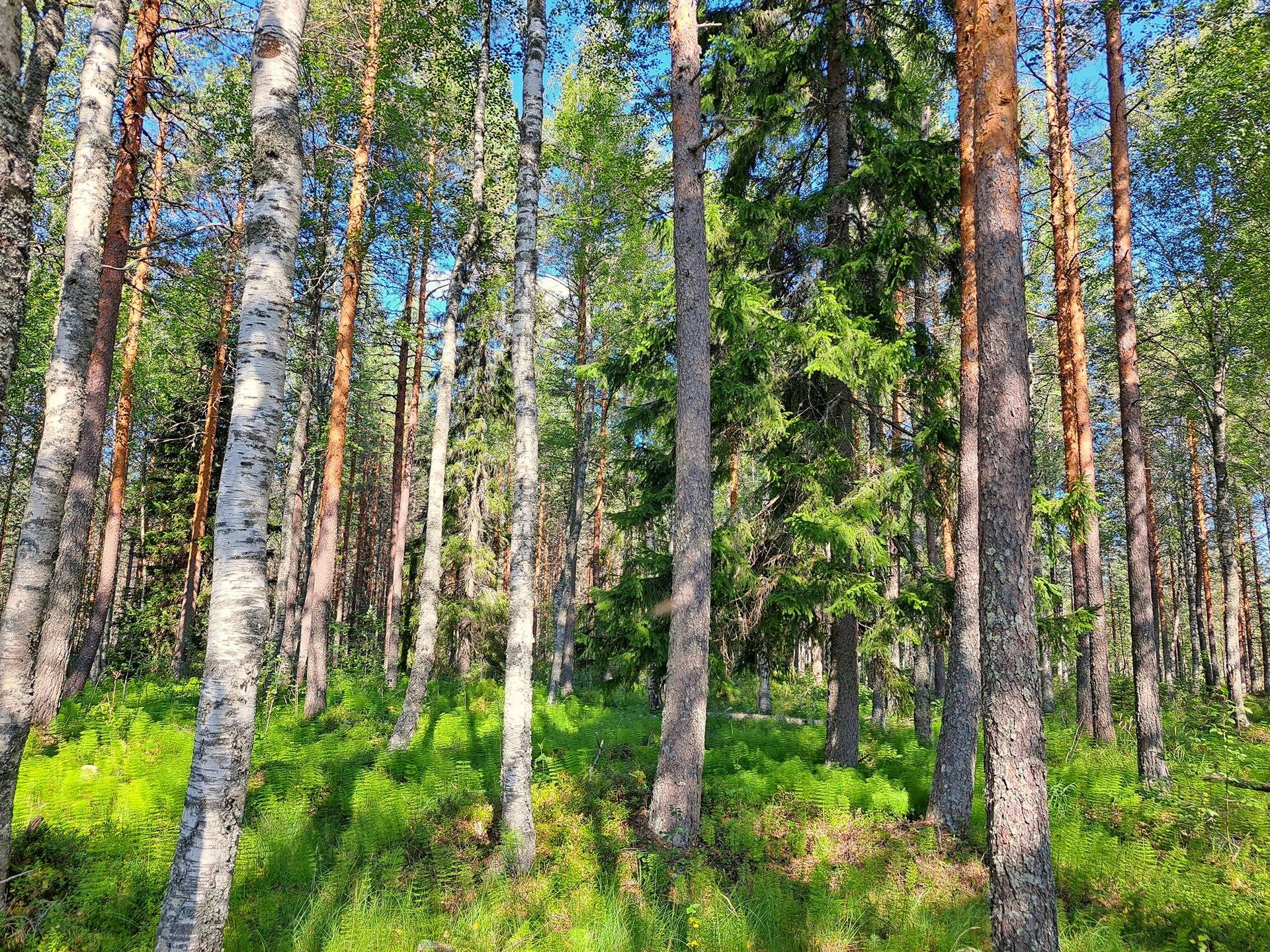 Halsua LISÄMAA 296:13 metsätila 45,96 ha. 6