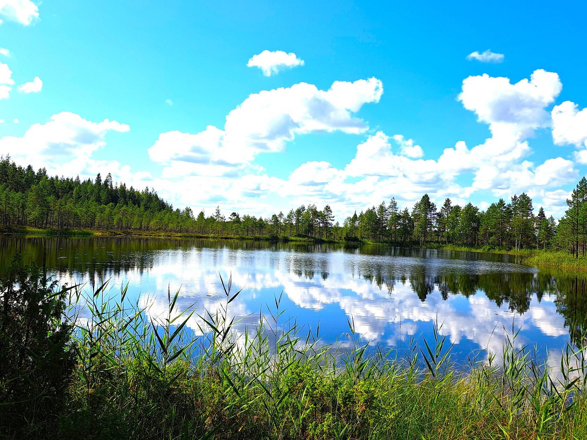 Halsua LISÄMAA 296:13 metsätila 45,96 ha. 4