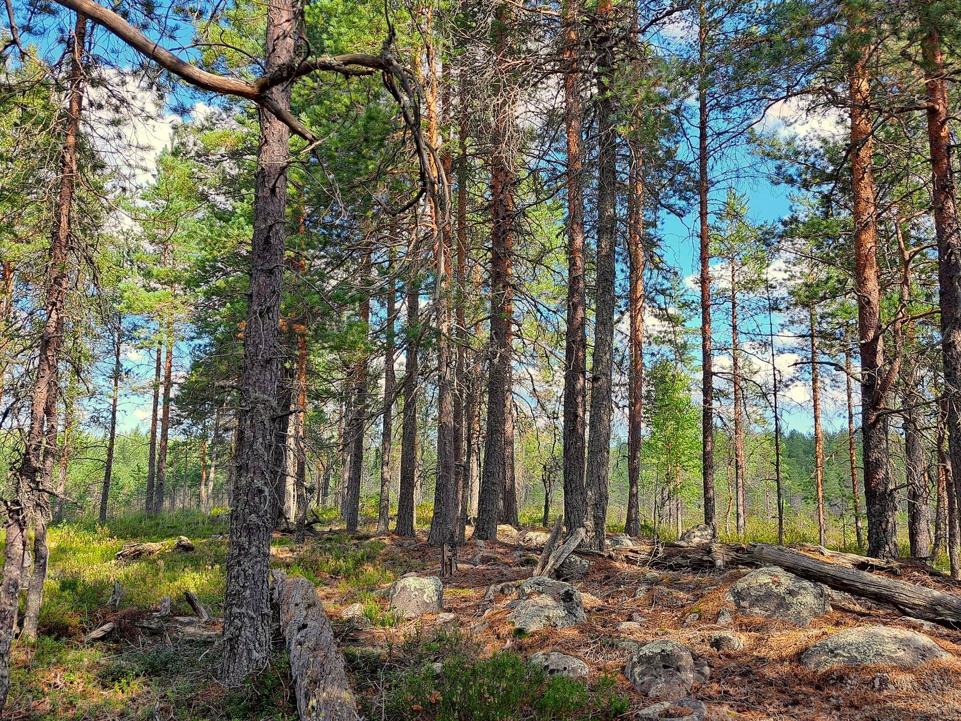 Halsua LISÄMAA 296:13 metsätila 45,96 ha. 7