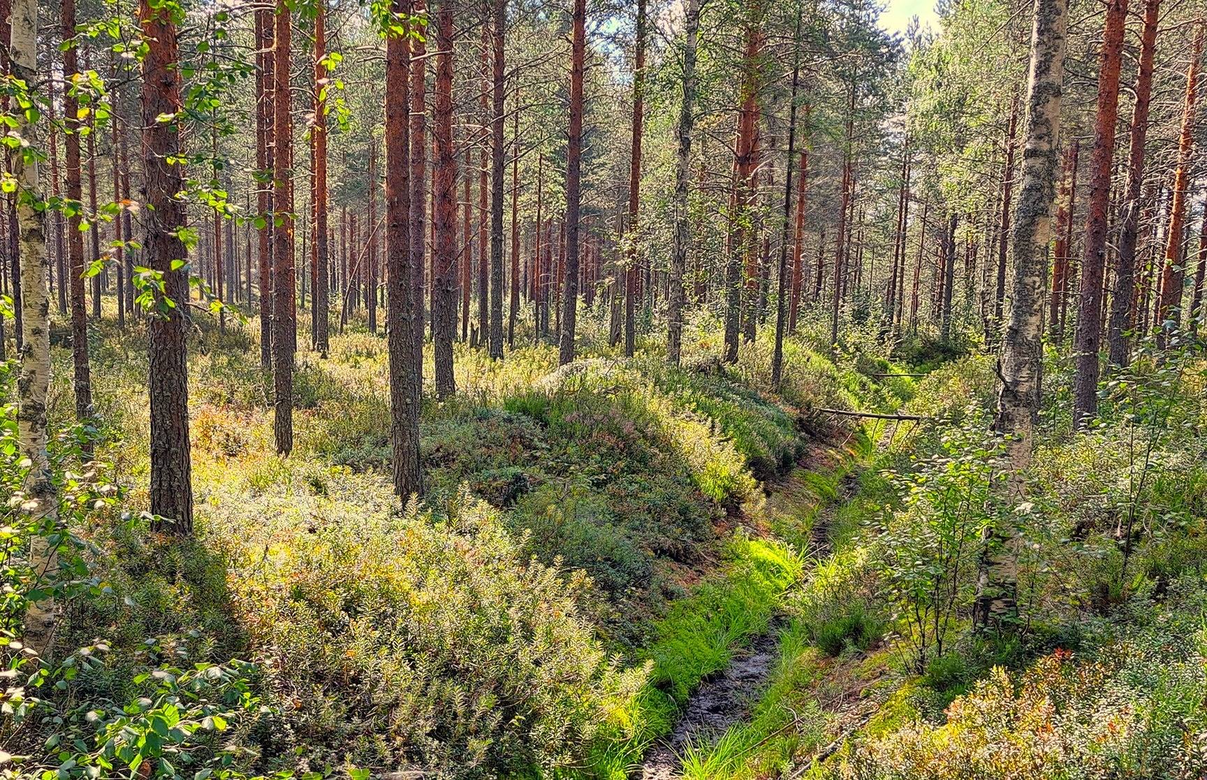 Halsua LISÄMAA 296:13 metsätila 45,96 ha. 8