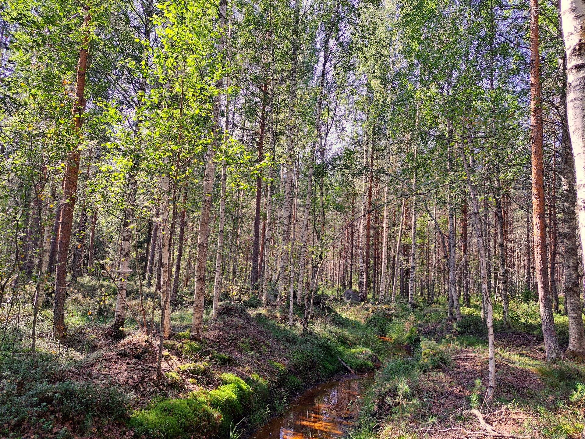 Halsua LISÄMAA 296:13 metsätila 45,96 ha. 10