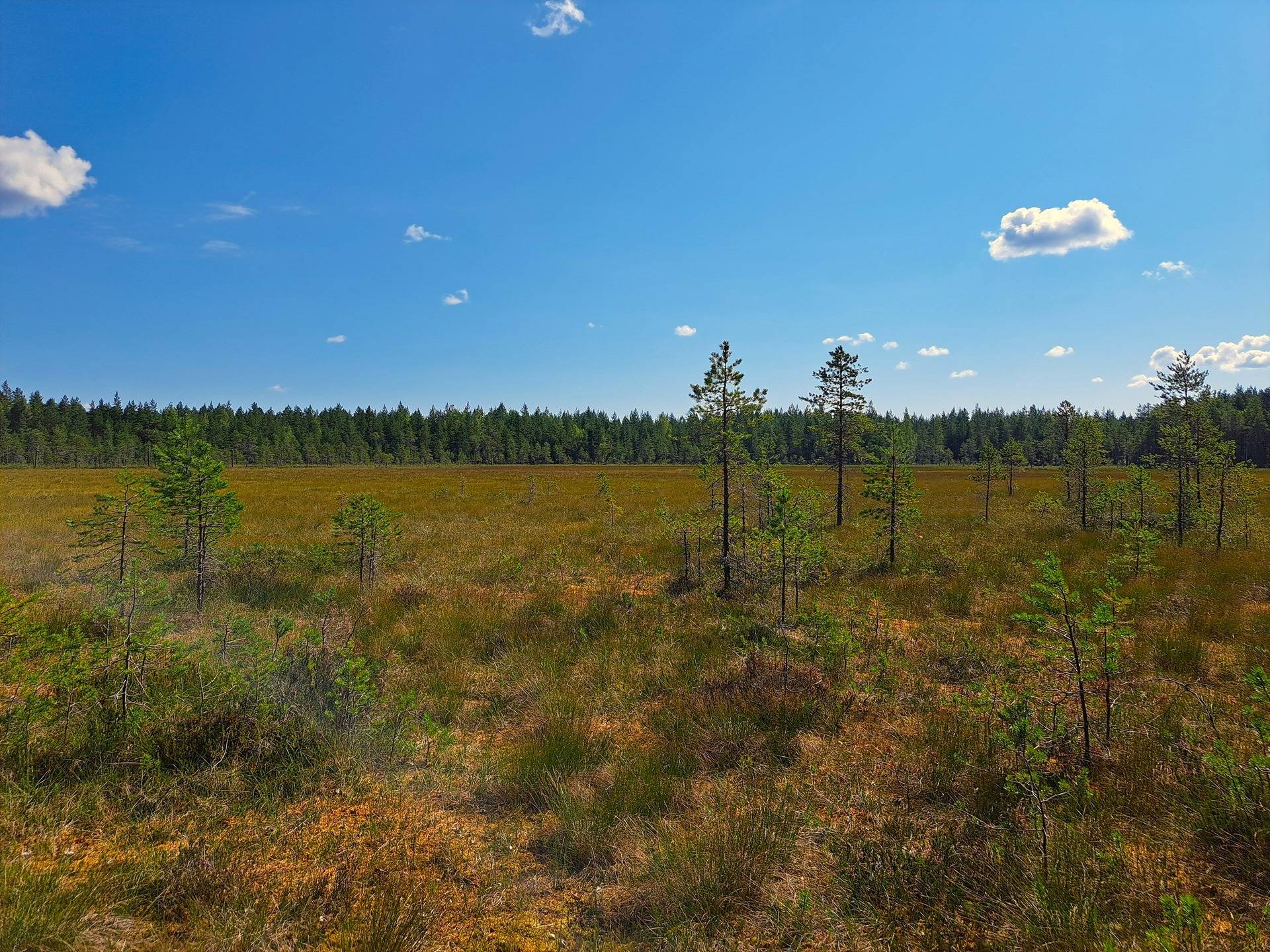 Halsua LISÄMAA 296:13 metsätila 45,96 ha. 12