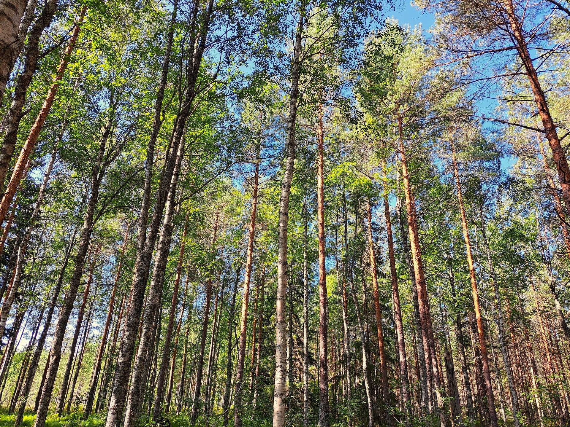 Halsua LISÄMAA 296:13 metsätila 45,96 ha. 13