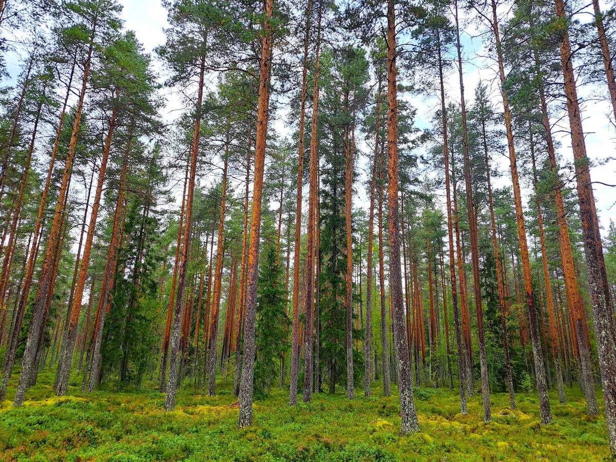 Omslagsbild för objektet Kauhava Viinikka metsätilat 7,32 ha