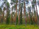 Kauhava Viinikka metsätilat 7,32 ha 1