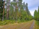 Kauhava Viinikka metsätilat 7,32 ha 3