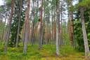 Kauhava Viinikka metsätilat 7,32 ha 4