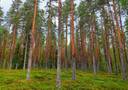 Kauhava Viinikka metsätilat 7,32 ha 5