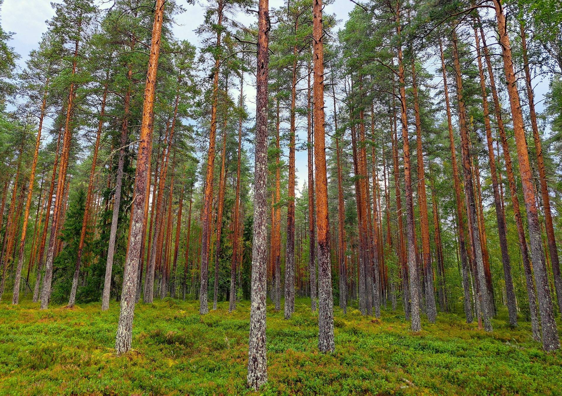 Kauhava Viinikka metsätilat 7,32 ha 5