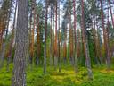 Kauhava Viinikka metsätilat 7,32 ha 6