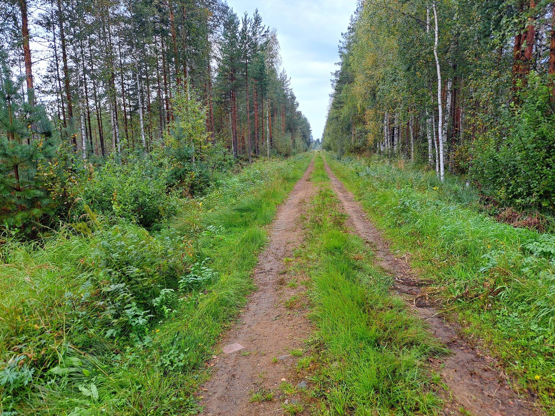 Kauhava Viinikka metsätilat 7,32 ha 7