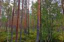 Kauhava Viinikka metsätilat 7,32 ha 12