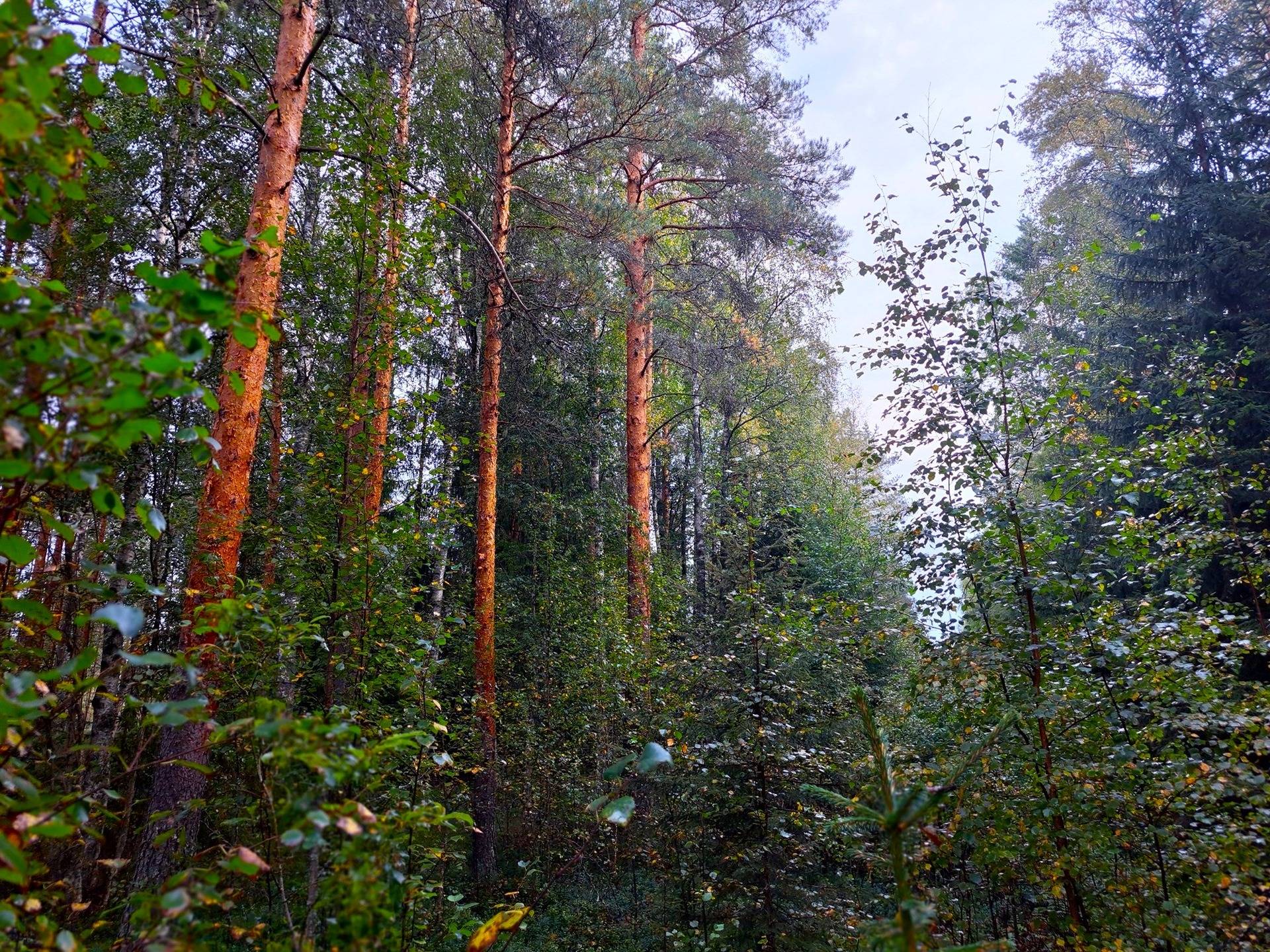 Kauhava Viinikka metsätilat 7,32 ha 8