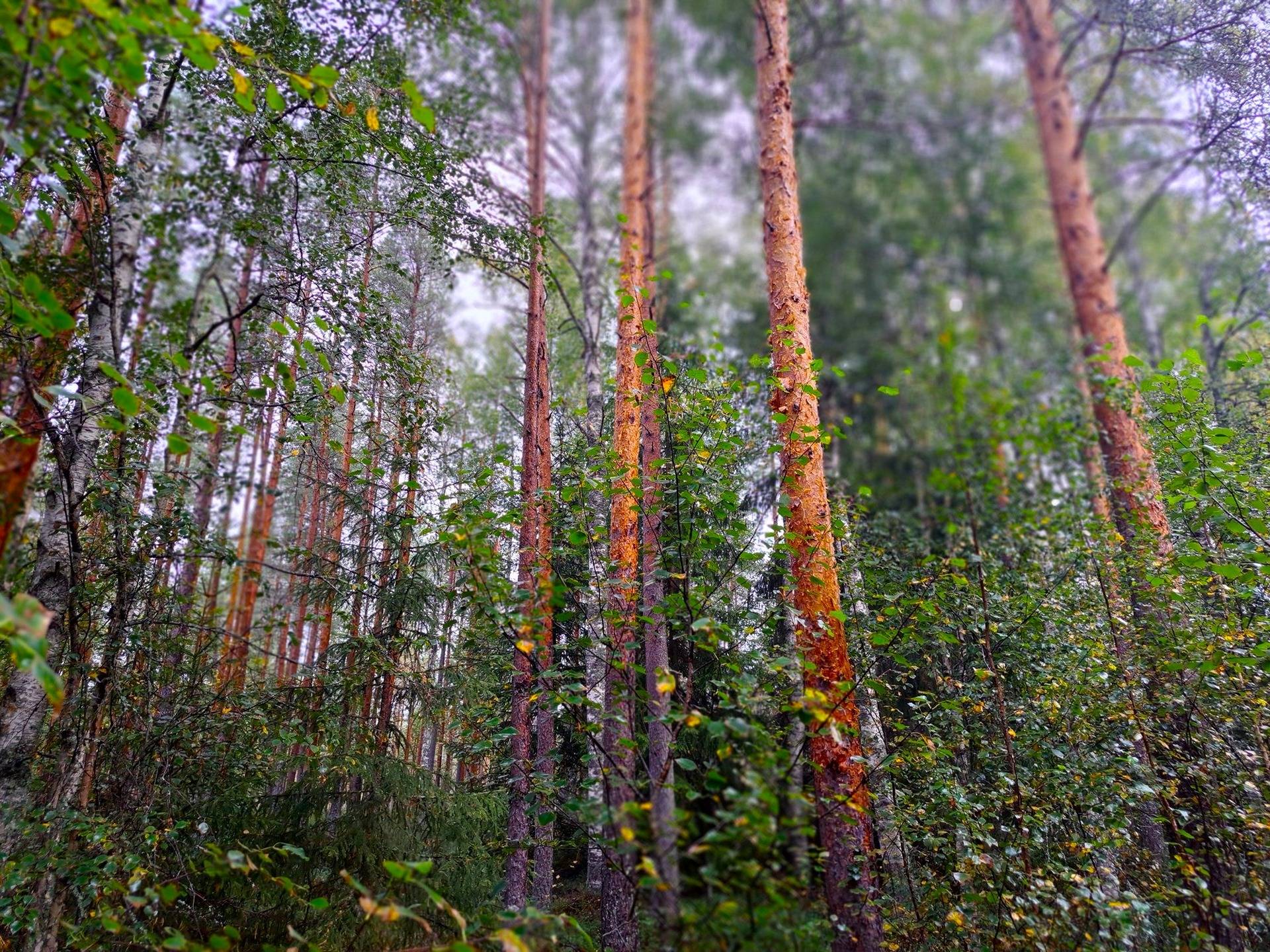 Kauhava Viinikka metsätilat 7,32 ha 9