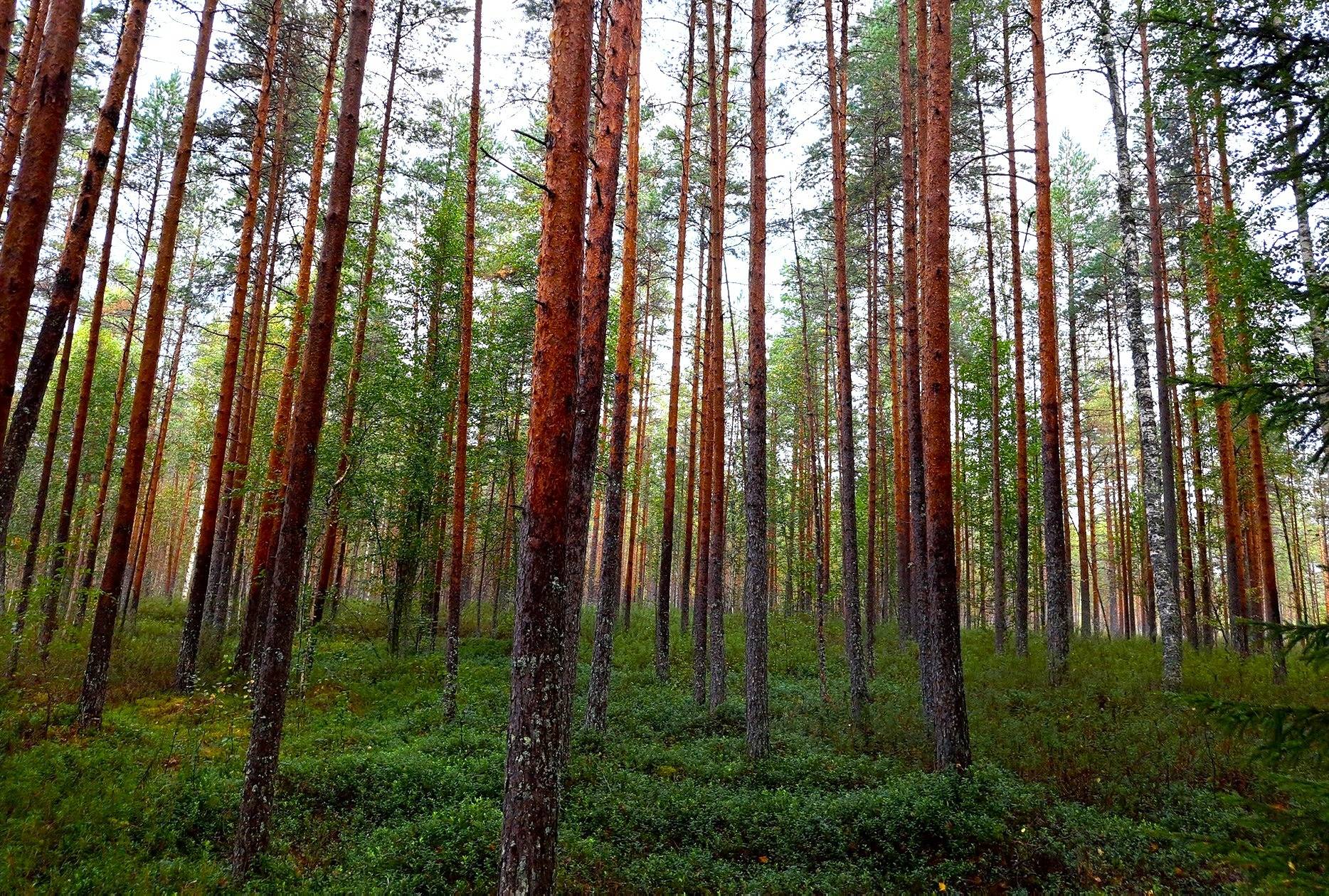 Kauhava Viinikka metsätilat 7,32 ha 11