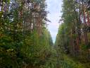 Kauhava Viinikka metsätilat 7,32 ha 10