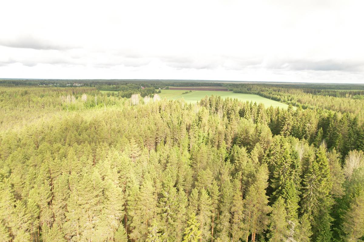 Omslagsbild för objektet KESKITALO 889-407-19-19 46,7 ha n. 11 km Utajärven kk:ltä Murronkylässä