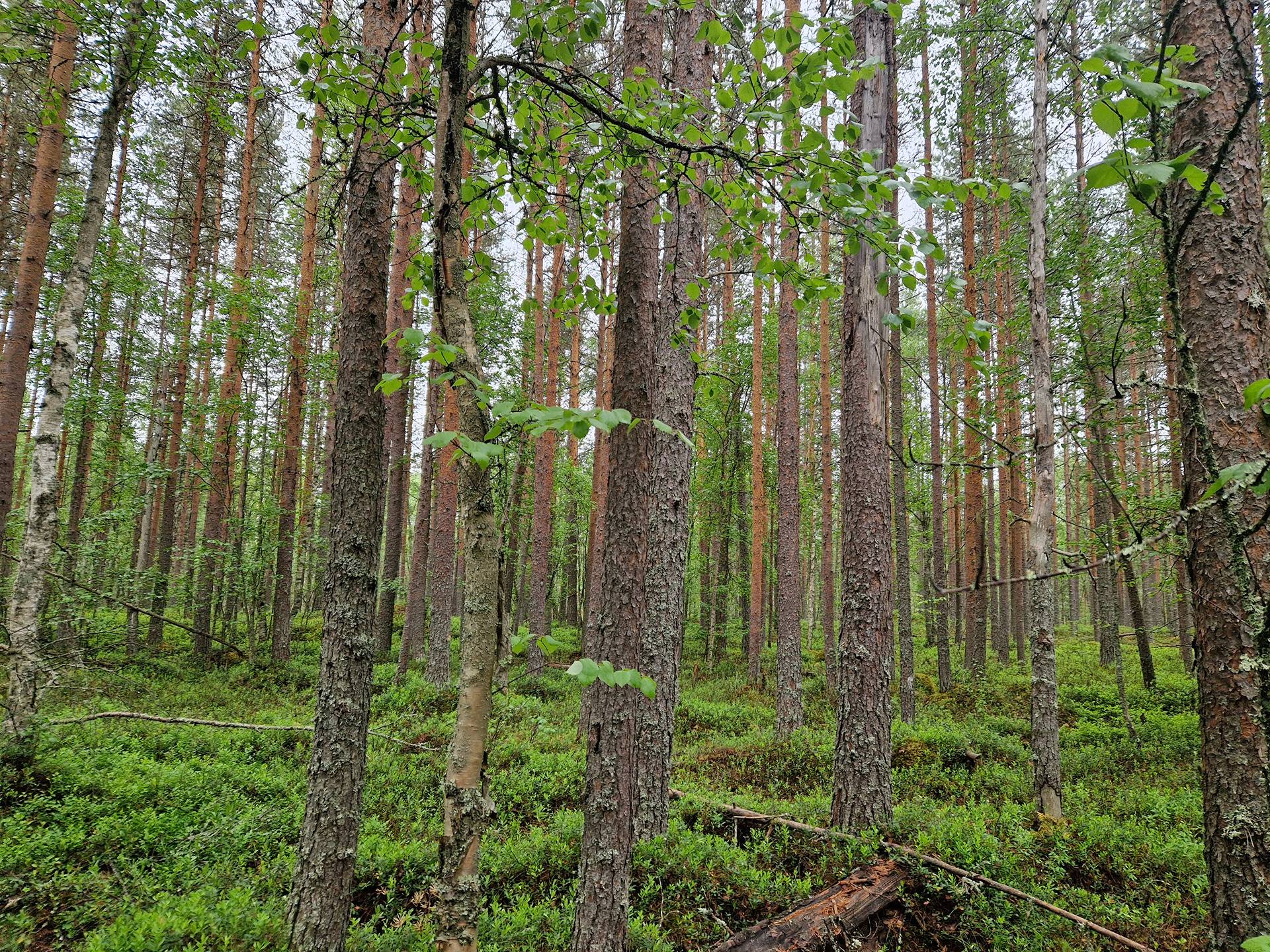 KESKITALO 889-407-19-19 46,7 ha n. 11 km Utajärven kk:ltä Murronkylässä 39