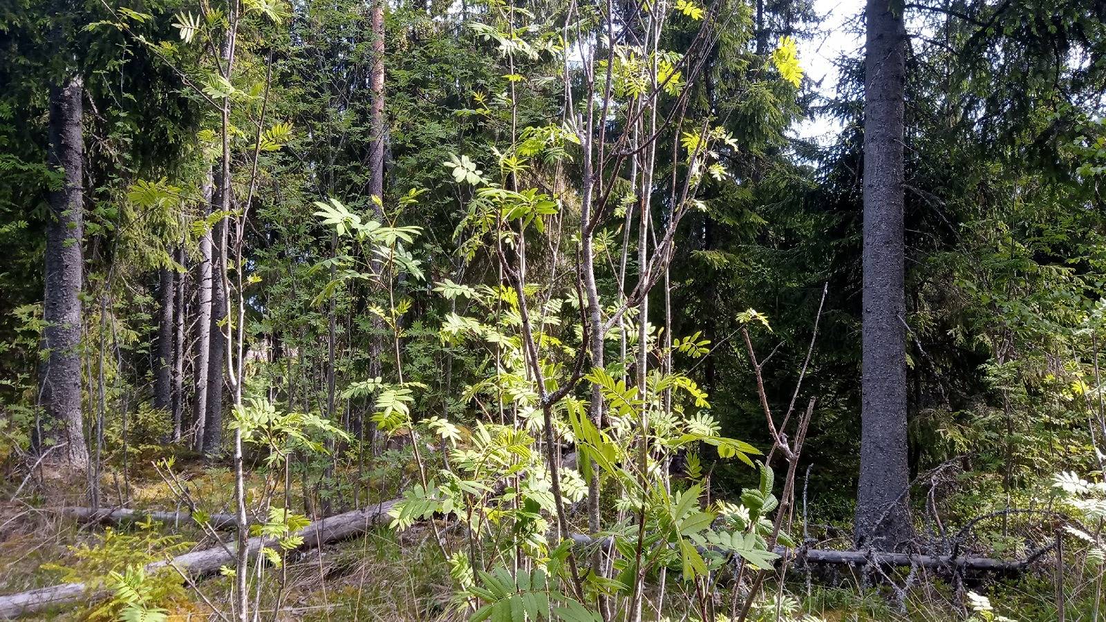 Kansikuva kohteelle Metsätila Isoniitty 5:4 ja määräala metsätilasta Heikkilä 1:15