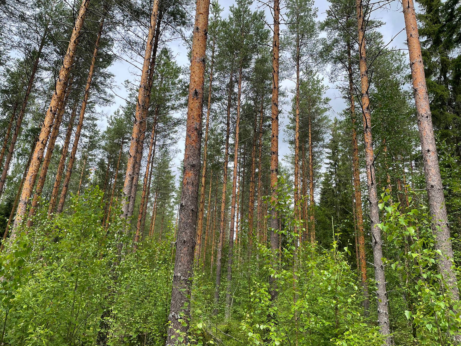 Kansikuva kohteelle Suolehto 213-420-21-1, Lehtorinne 213-420-7-12 ja määräala Voutila 213-420-21-9