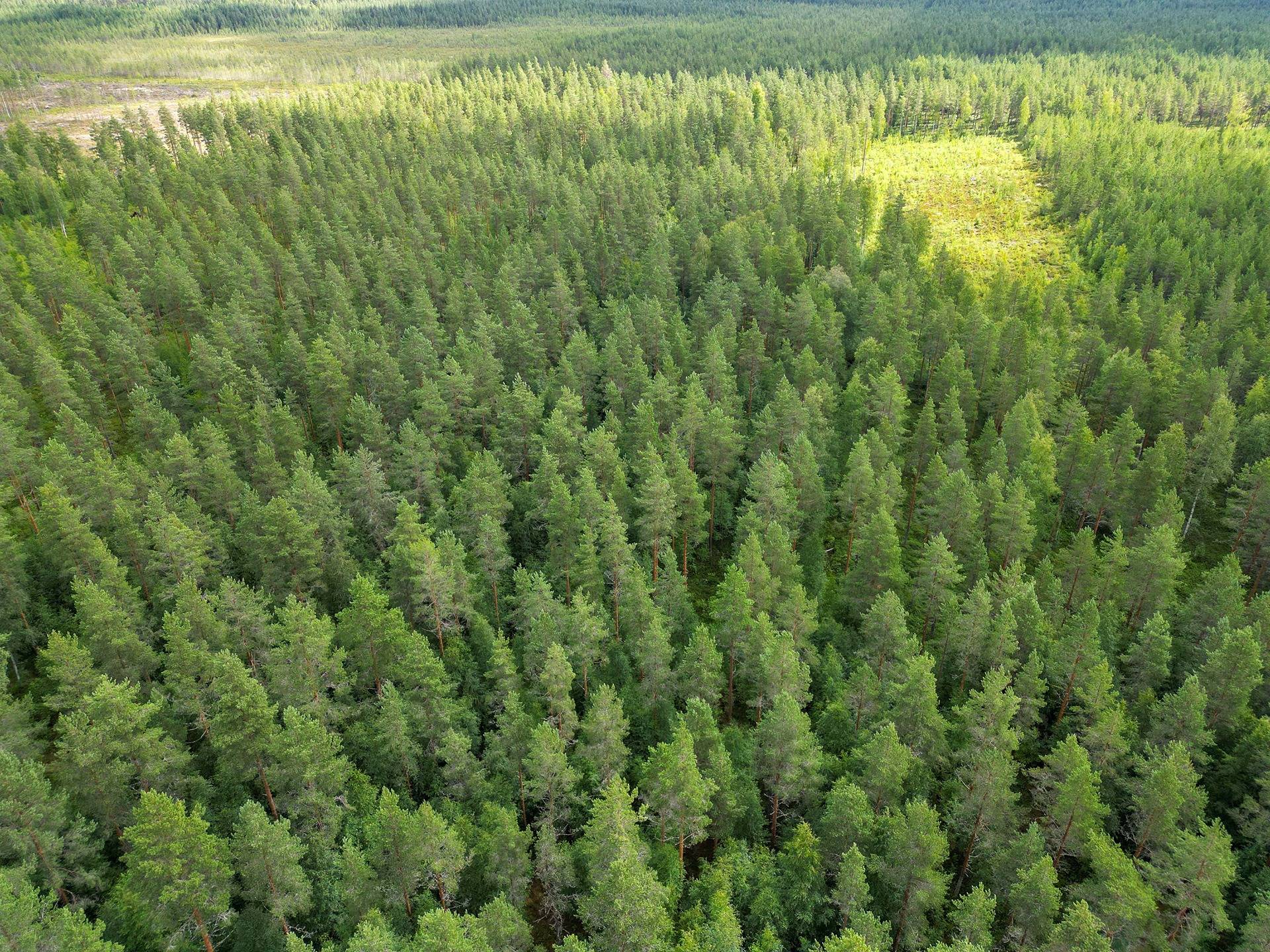 Seinäjoki, Mäenranta 10:120, kaksi palstaa 33