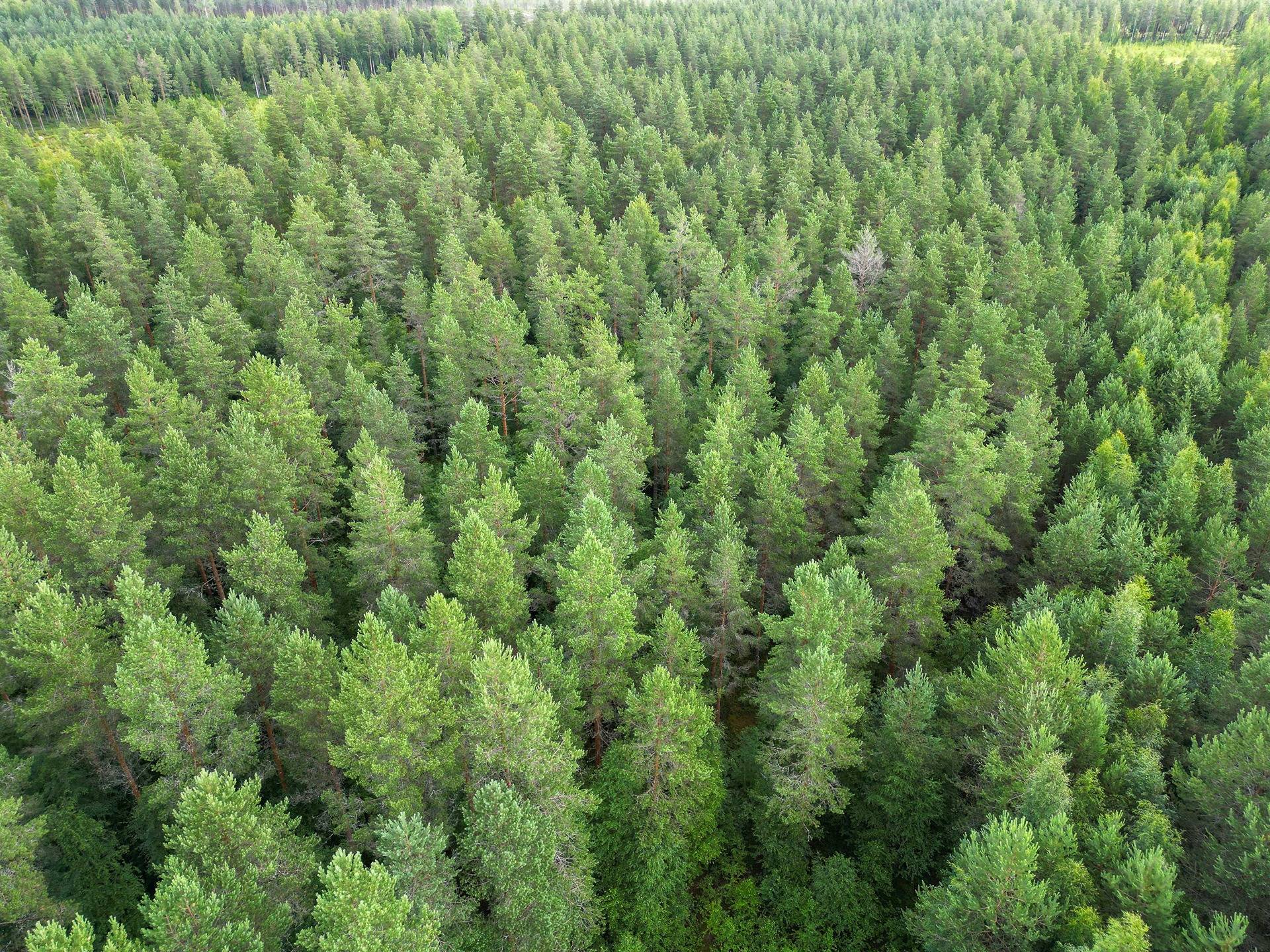 Seinäjoki, Mäenranta 10:120, kaksi palstaa 41