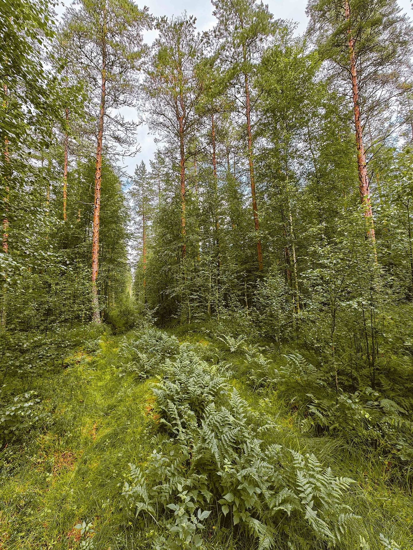 Seinäjoki, Mäenranta 10:120, kaksi palstaa 3