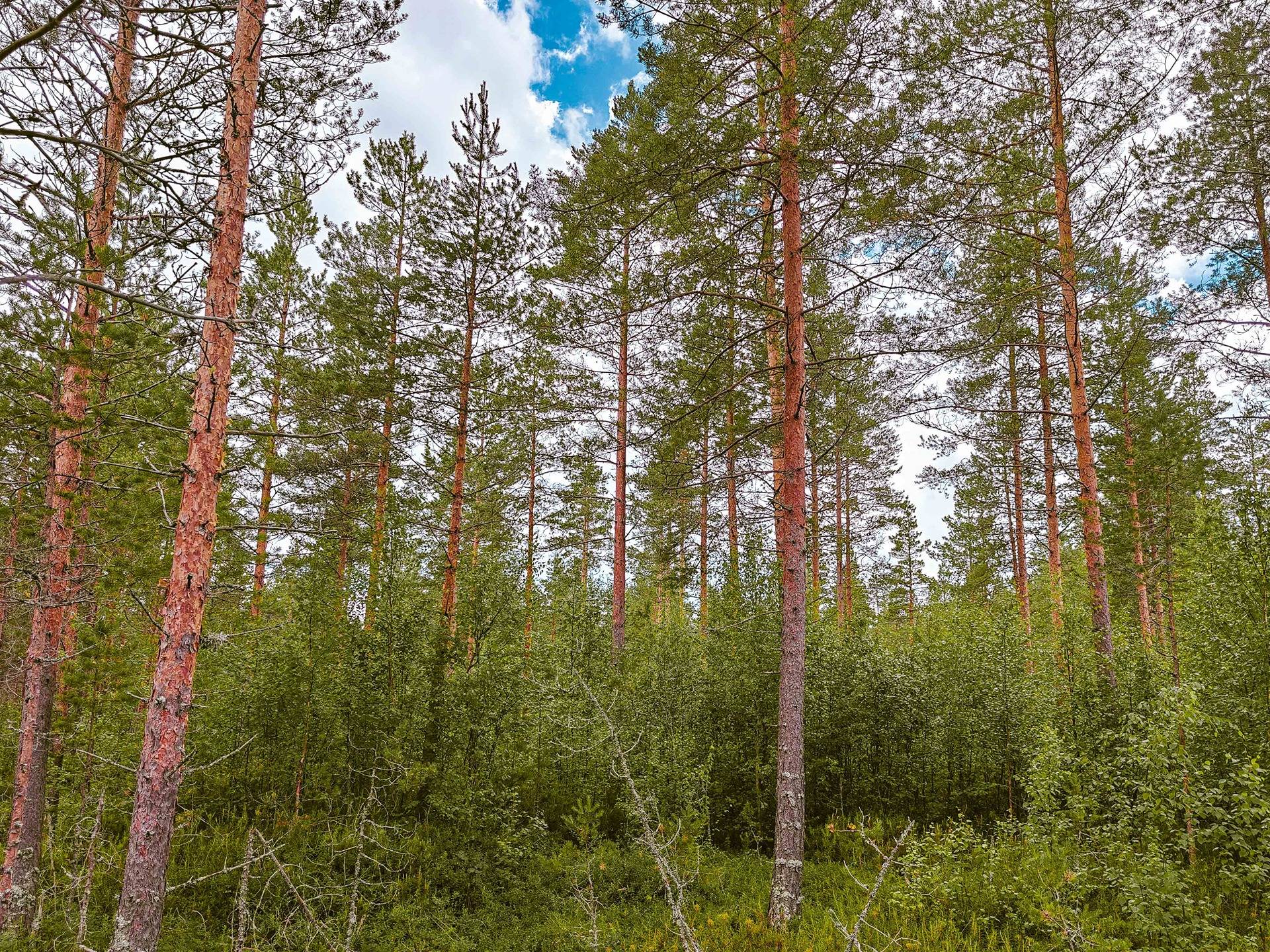 Seinäjoki, Mäenranta 10:120, kaksi palstaa 11