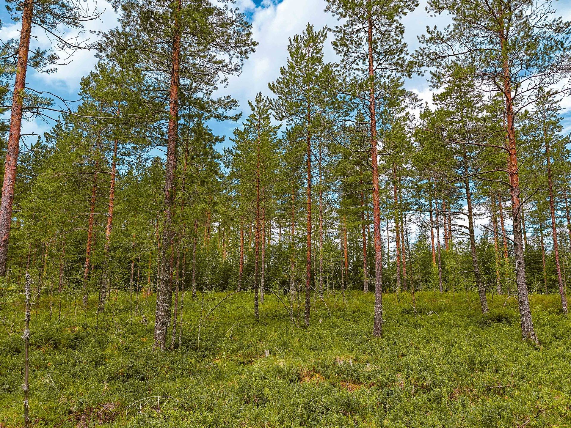 Seinäjoki, Mäenranta 10:120, kaksi palstaa 12