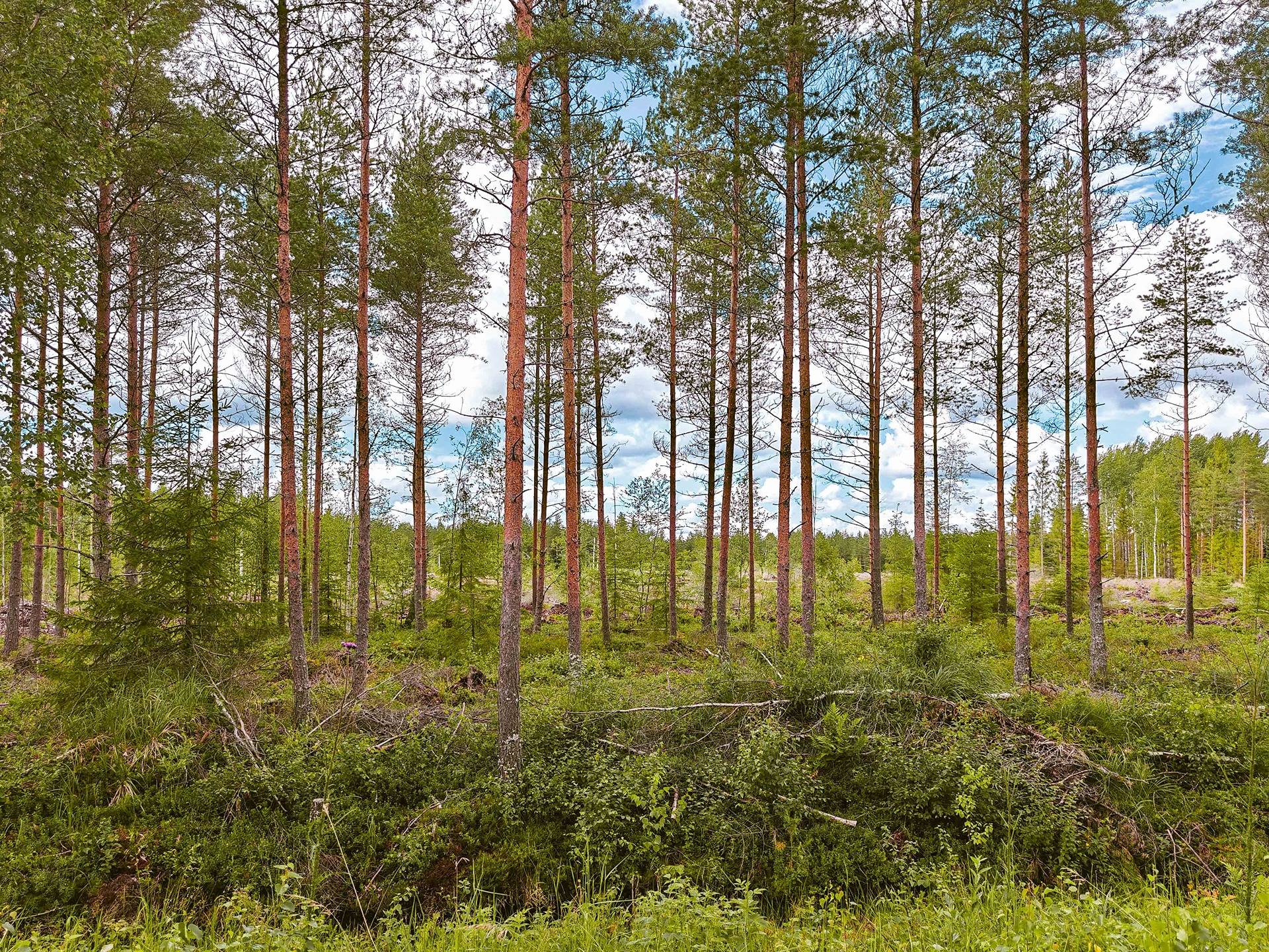 Seinäjoki, Mäenranta 10:120, kaksi palstaa 32